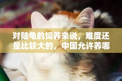 對陸龜的飼養來說，難度還是比較大的，中國允許養哪些陸龜