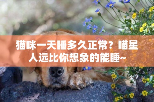 貓咪一天睡多久正常？喵星人遠比你想象的能睡~