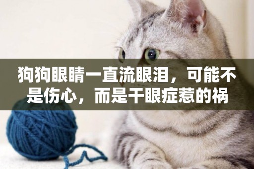 狗狗眼睛一直流眼淚，可能不是傷心，而是干眼癥惹的禍