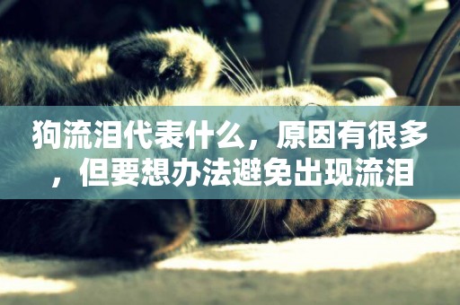 狗流淚代表什么，原因有很多，但要想辦法避免出現流淚