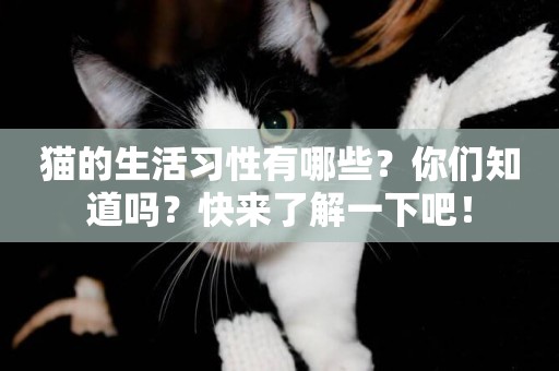 貓的生活習性有哪些？你們知道嗎？快來了解一下吧！