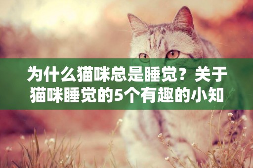為什么貓咪總是睡覺？關于貓咪睡覺的5個有趣的小知識