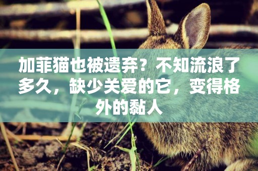 加菲貓也被遺棄？不知流浪了多久，缺少關愛的它，變得格外的黏人