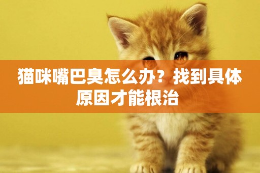 貓咪嘴巴臭怎么辦？找到具體原因才能根治 