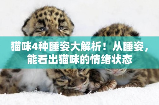 貓咪4種睡姿大解析！從睡姿，能看出貓咪的情緒狀態