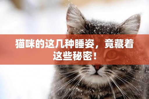 貓咪的這幾種睡姿，竟藏著這些秘密！