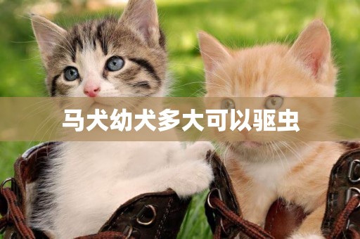 馬犬幼犬多大可以驅蟲