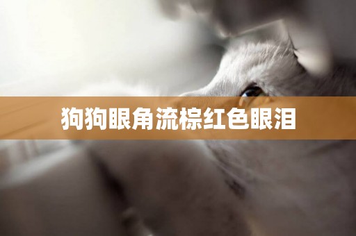 狗狗眼角流棕紅色眼淚