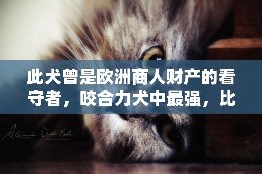 此犬曾是歐洲商人財產的看守者，咬合力犬中最強，比特都不及它