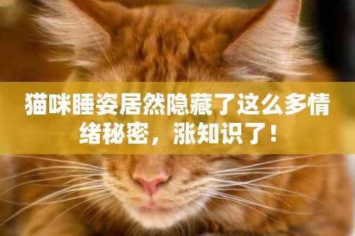 貓咪睡姿居然隱藏了這么多情緒秘密，漲知識了！