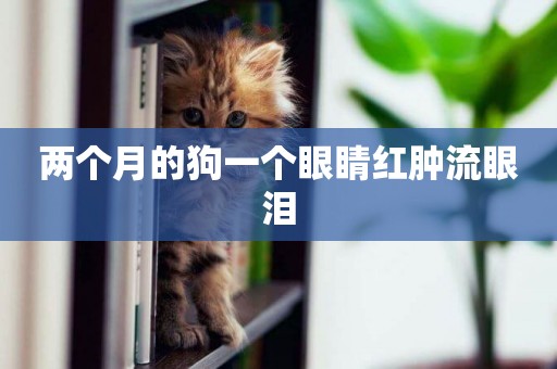 兩個月的狗一個眼睛紅腫流眼淚
