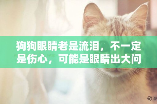 狗狗眼睛老是流淚，不一定是傷心，可能是眼睛出大問題了