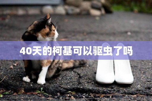 40天的柯基可以驅蟲了嗎