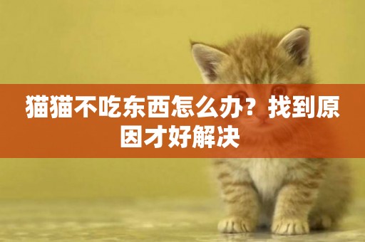 貓貓不吃東西怎么辦？找到原因才好解決 