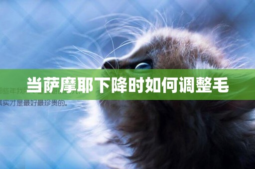 當薩摩耶下降時如何調整毛