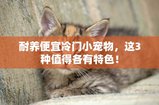 耐養便宜冷門小寵物，這3種值得各有特色！