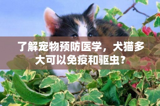了解寵物預防醫學，犬貓多大可以免疫和驅蟲？