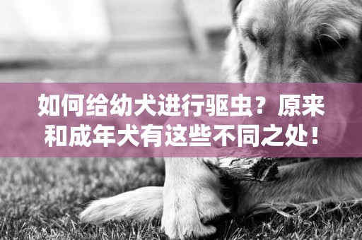 如何給幼犬進行驅蟲？原來和成年犬有這些不同之處！