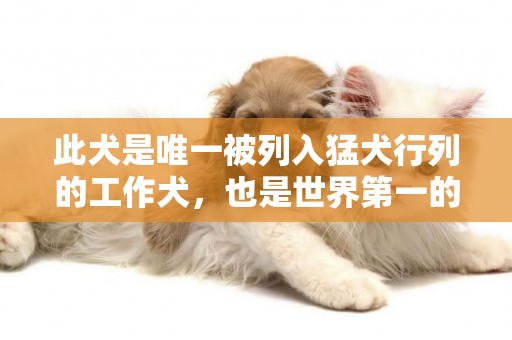 此犬是唯一被列入猛犬行列的工作犬，也是世界第一的防暴犬