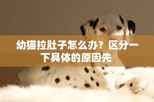 幼貓拉肚子怎么辦？區分一下具體的原因先 