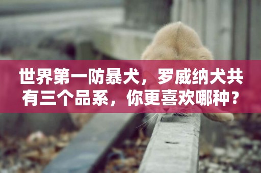 世界第一防暴犬，羅威納犬共有三個品系，你更喜歡哪種？