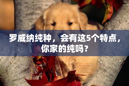 羅威納純種，會有這5個特點，你家的純嗎？