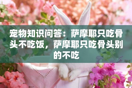 寵物知識問答：薩摩耶只吃骨頭不吃飯，薩摩耶只吃骨頭別的不吃