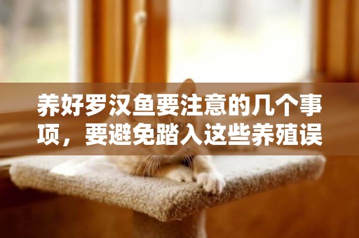 養好羅漢魚要注意的幾個事項，要避免踏入這些養殖誤區