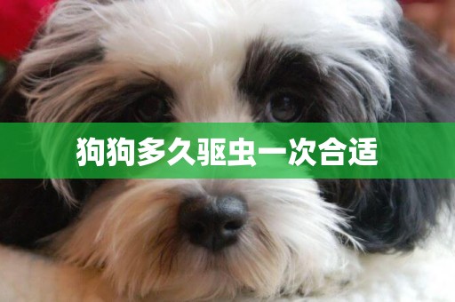 狗狗多久驅蟲一次合適