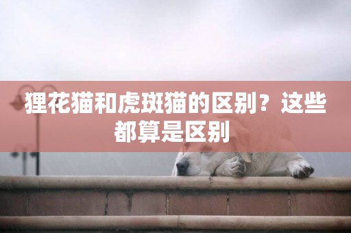貍花貓和虎斑貓的區別？這些都算是區別 