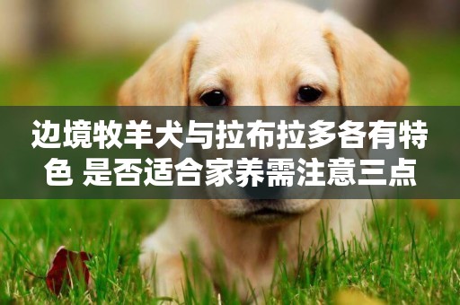 邊境牧羊犬與拉布拉多各有特色 是否適合家養需注意三點