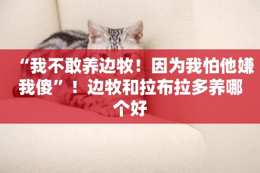 “我不敢養邊牧！因為我怕他嫌我傻”！邊牧和拉布拉多養哪個好