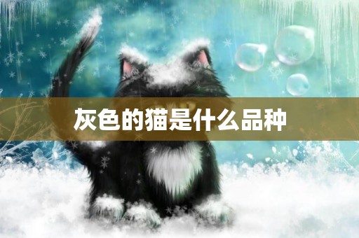 灰色的貓是什么品種