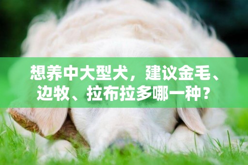 想養中大型犬，建議金毛、邊牧、拉布拉多哪一種？