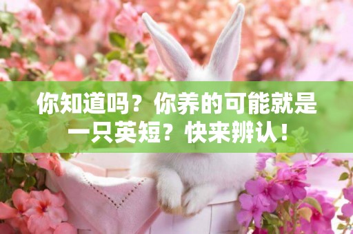 你知道嗎？你養的可能就是一只英短？快來辨認！