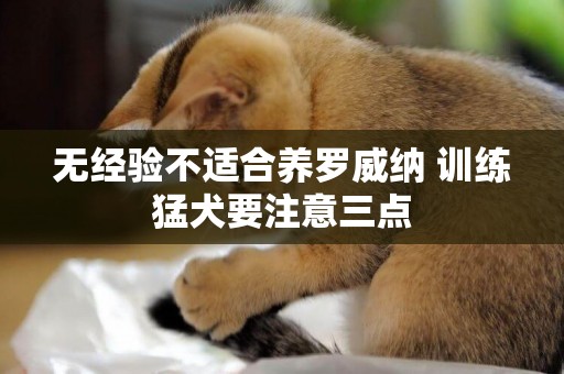 無經驗不適合養羅威納 訓練猛犬要注意三點
