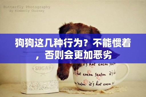 狗狗這幾種行為？不能慣著，否則會更加惡劣