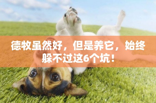德牧雖然好，但是養它，始終躲不過這6個坑！