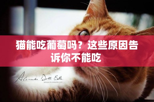 貓能吃葡萄嗎？這些原因告訴你不能吃 