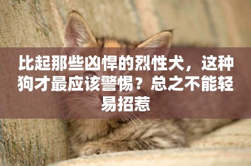 比起那些兇悍的烈性犬，這種狗才最應該警惕？總之不能輕易招惹