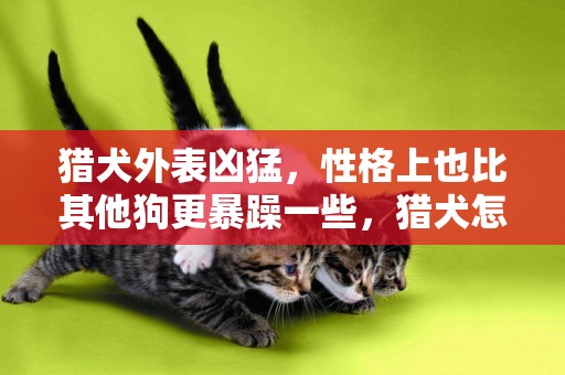獵犬外表兇猛，性格上也比其他狗更暴躁一些，獵犬怎么訓練