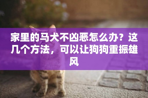 家里的馬犬不兇惡怎么辦？這幾個方法，可以讓狗狗重振雄風