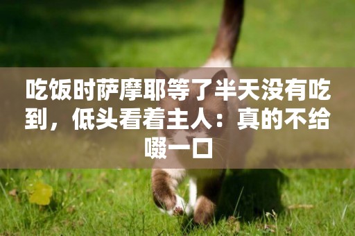 吃飯時薩摩耶等了半天沒有吃到，低頭看著主人：真的不給啜一口