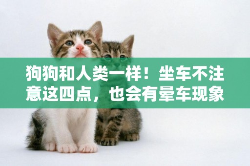 狗狗和人類一樣！坐車不注意這四點，也會有暈車現象！