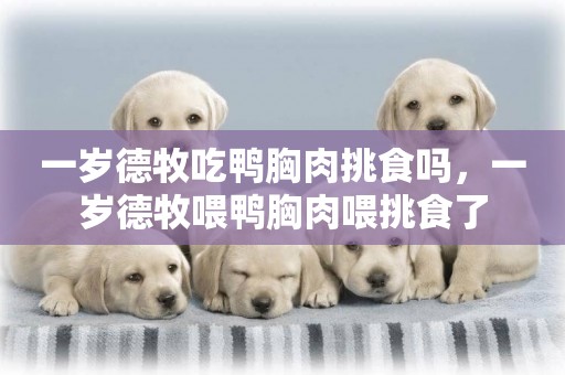 一歲德牧吃鴨胸肉挑食嗎，一歲德牧喂鴨胸肉喂挑食了