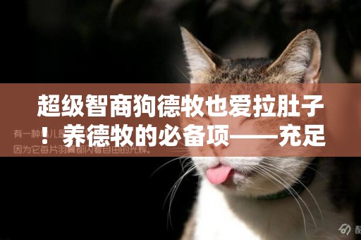 超級智商狗德牧也愛拉肚子！養德牧的必備項——充足的資金