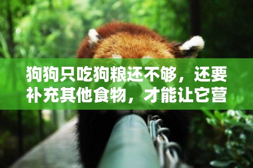 狗狗只吃狗糧還不夠，還要補充其他食物，才能讓它營養均衡