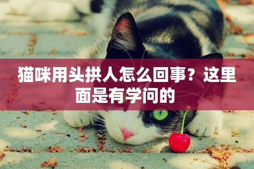 貓咪用頭拱人怎么回事？這里面是有學問的 