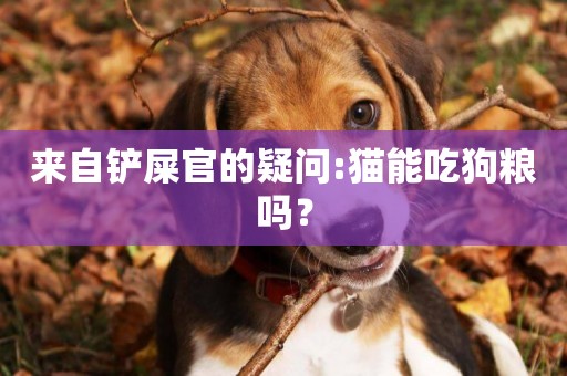 來自鏟屎官的疑問:貓能吃狗糧嗎？