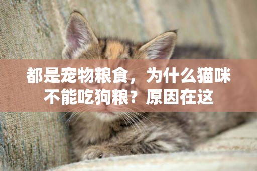 都是寵物糧食，為什么貓咪不能吃狗糧？原因在這
